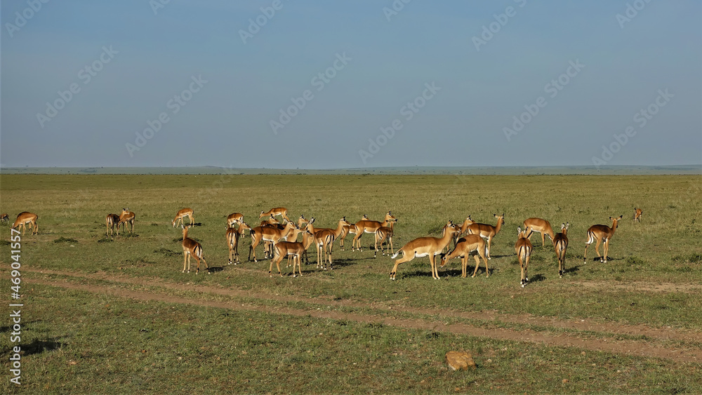 A herd of wild impala antelopes graze in the African savanna next to a dirt road . The green grass is visible to the horizon. Blue sky. Kenya. Masai Mara Park A herd of wild impala antelopes graze in the African savanna next to a dirt road . The green grass is visible to the horizon. Blue sky. Kenya. Masai Mara Park