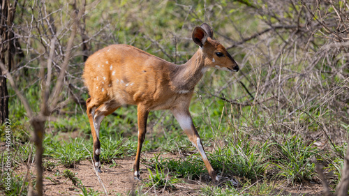 a bushbuck antelope in the wild photo