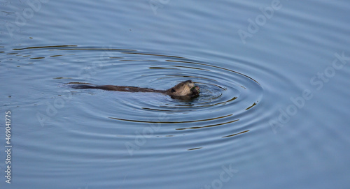 swimming beaver