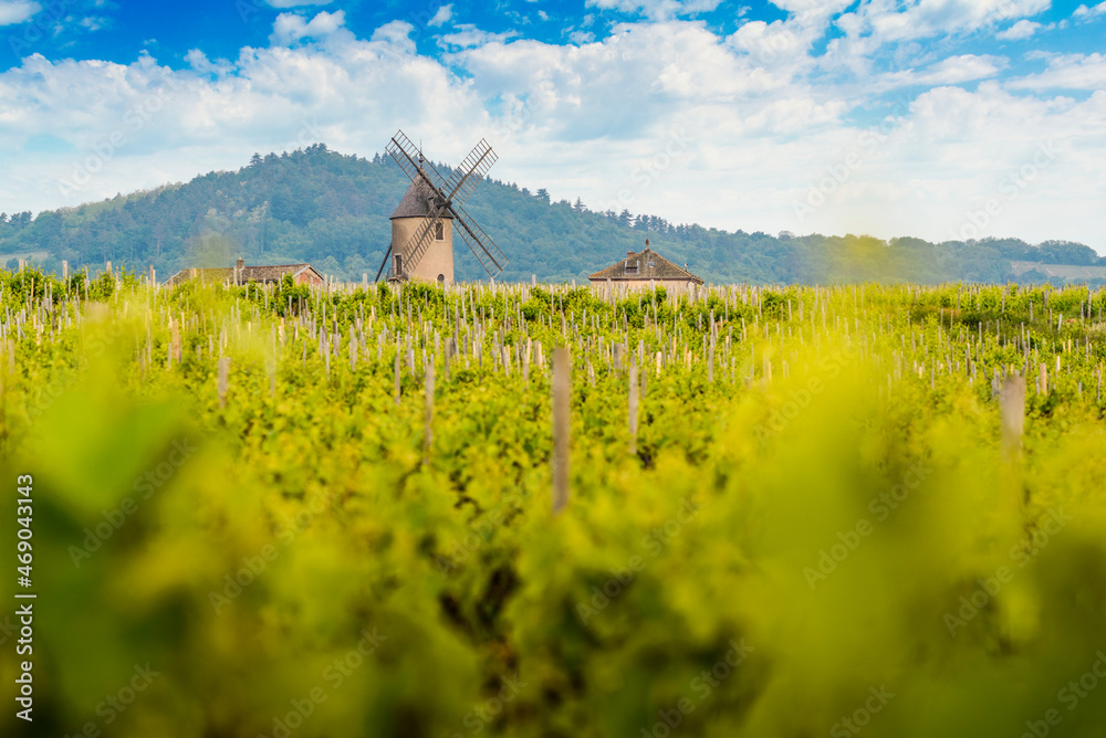 Windmill and vineyards of Moulin-A-Vent, Beaujolais