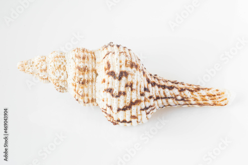 A beautiful sea shell