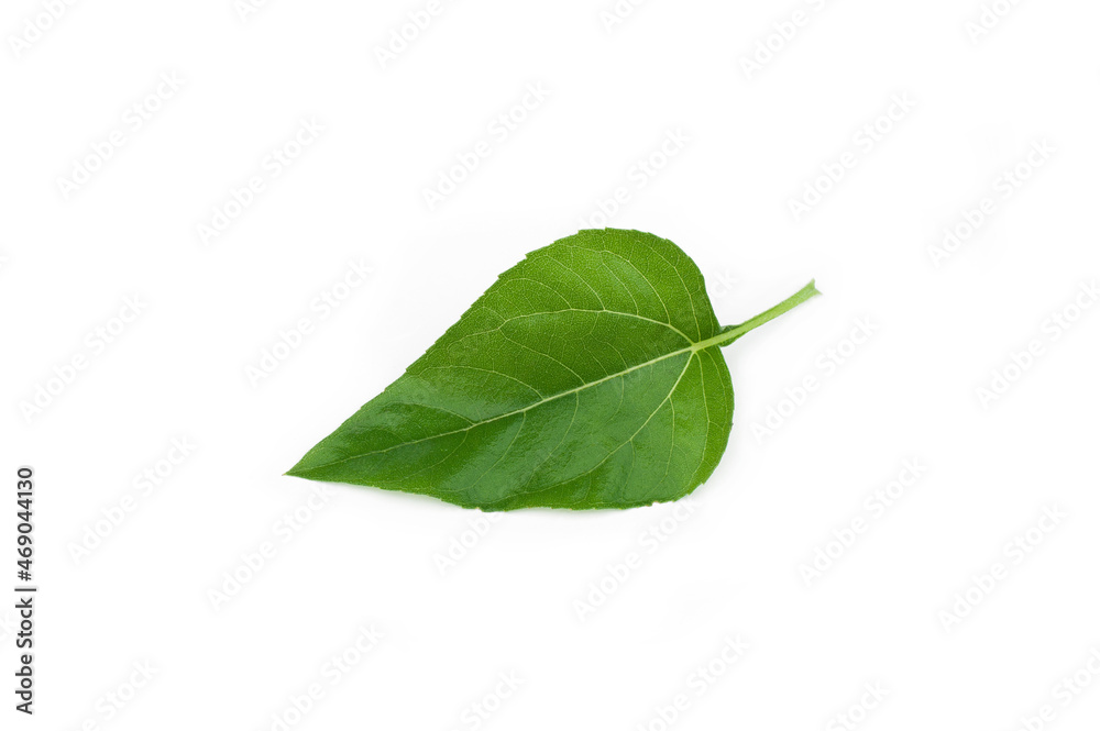 Fototapeta premium Sunflower (Helianthus annuus) leaves isolated on white background.