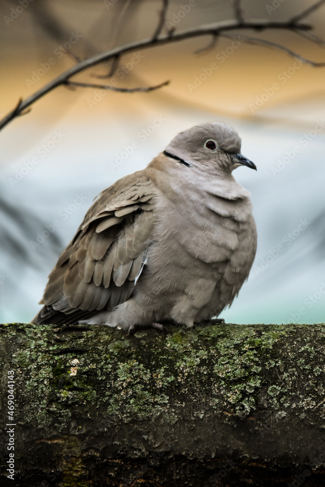 Fototapeta premium bird on a fence