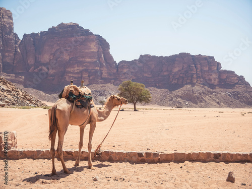 Camel standing near Lawrence   s Spring at Wadi Rum red rocky desert   Jordan.