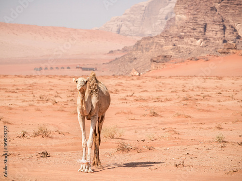 A camel looking at the camera in the rocky red desert of Wadi Rum, Jordan.