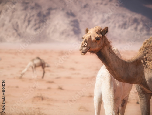 Portrait of a camel in the rocky red desert of Wadi Rum  Jordan.