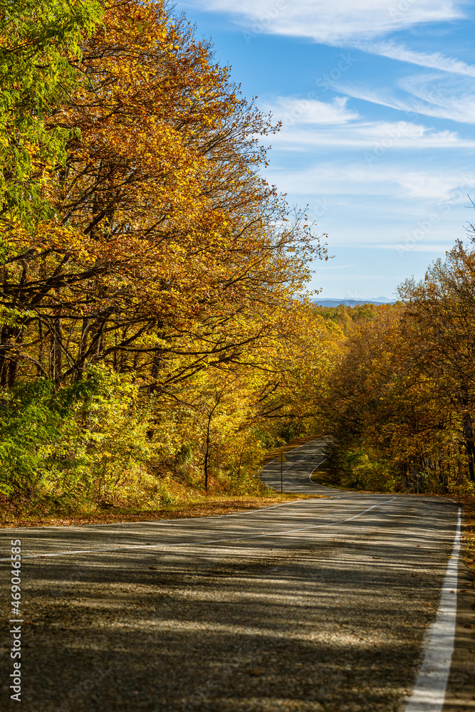 Obraz premium An asphalt road running through a yellow-green forest. In the background is a blue sky. Shadows from the trees on the road. Travel concept.