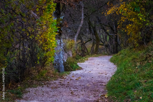 path in the woods © Visualmedia