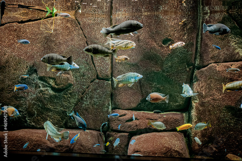 Fish shoal in an aquarium at The blue planet in Compenhagen, Denmark photo