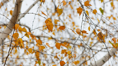autumn birch leaves. beautiful autumn background. dry leaves. Birch trunk and leaves in autumn. in a park or forest. nature, season. selective focus