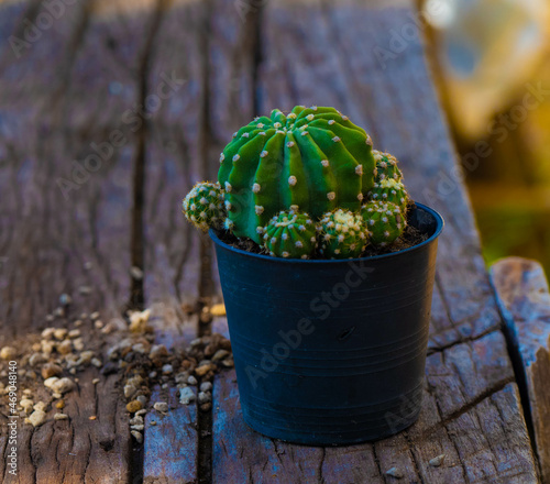 cactus are in the pot, they are ornamental plant ,hobby or free time activities.