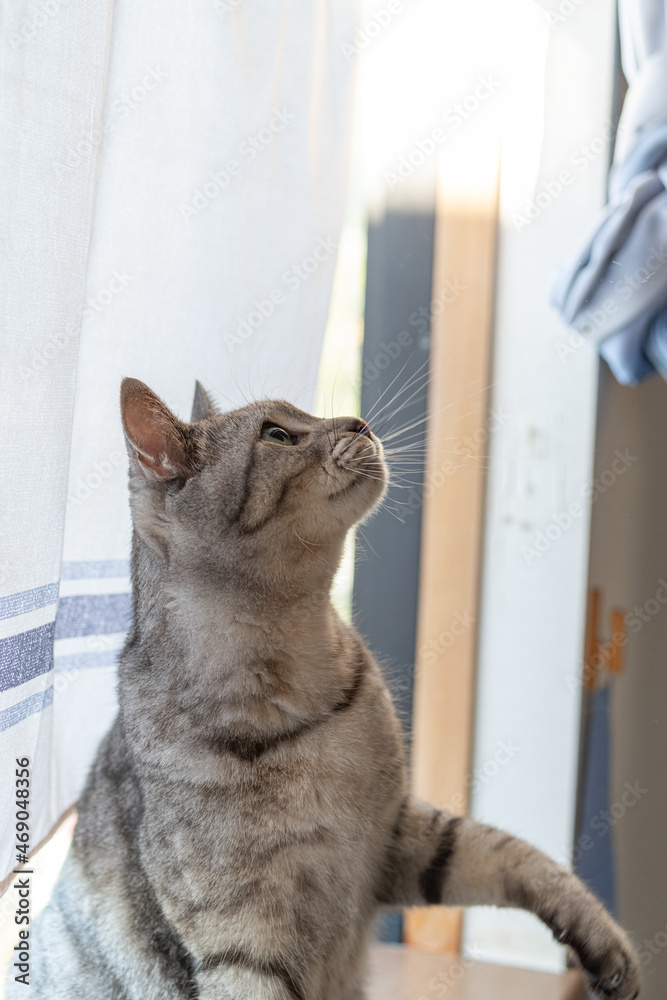 見つめる猫　サバトラ猫