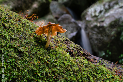 A toadstool growing from a moss covered tree © Brian