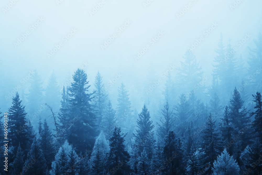 autumn fog landscape forest mountains, trees view mist - obrazy, fototapety, plakaty 