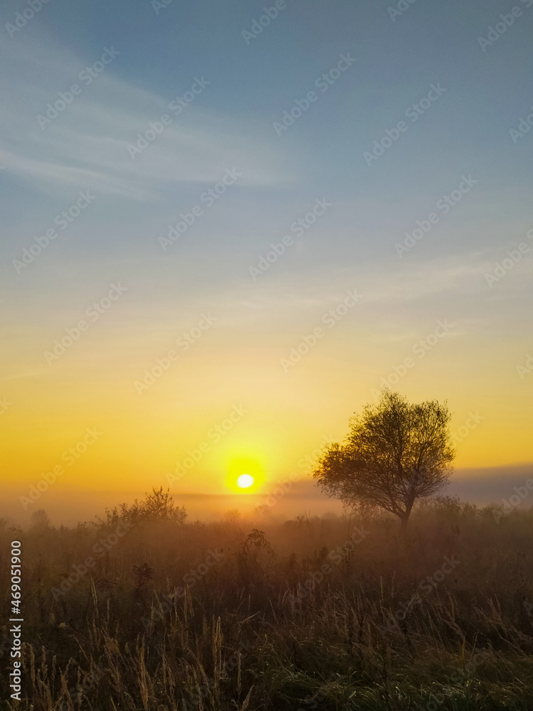 Amazing sunrise over a field with a single tree. Morning mist spreads in a meadow with high grass. Summer concept panorama with fog in the distance. Colorful sky in early autumn morning in Ukraine.