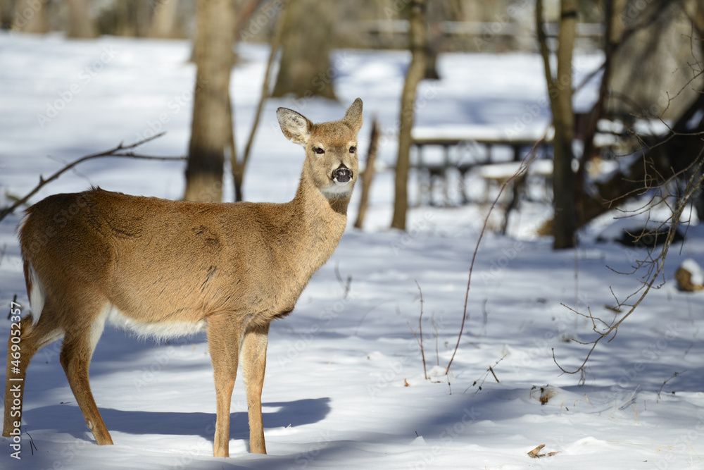 Fototapeta premium Deer in the winter forest - Circa Washington DC United States