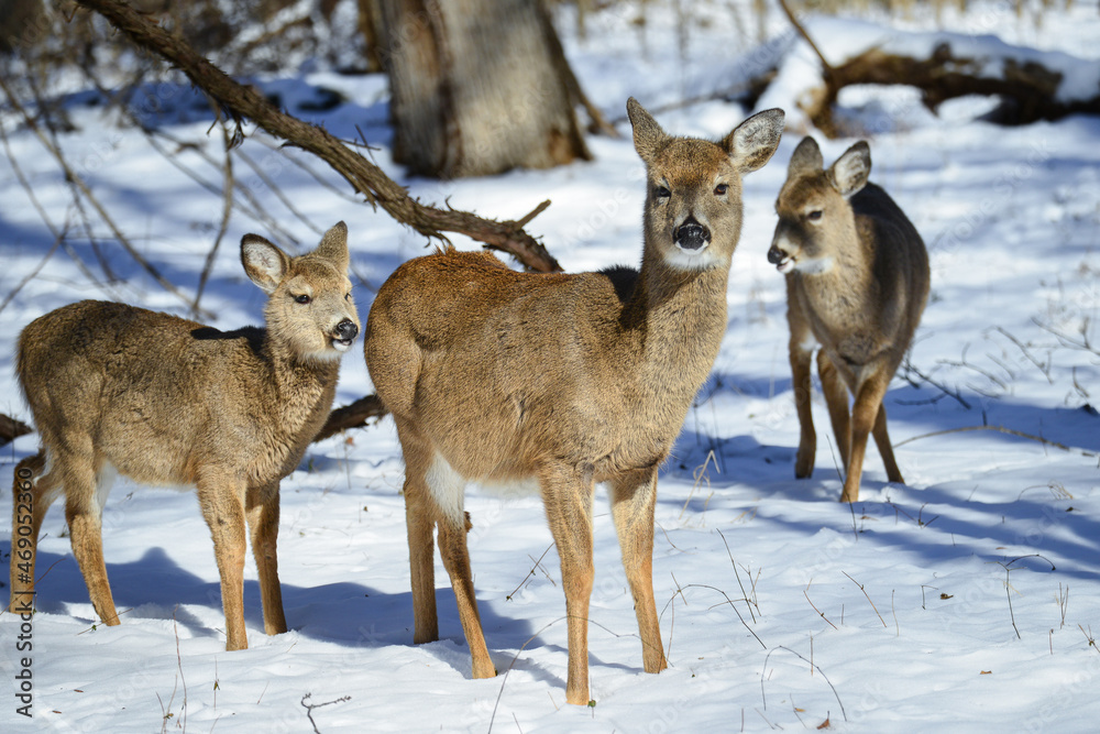 Deer family in the winter forest - Circa Washington DC United States of America Deer family in the winter forest - Circa Washington DC United States of America