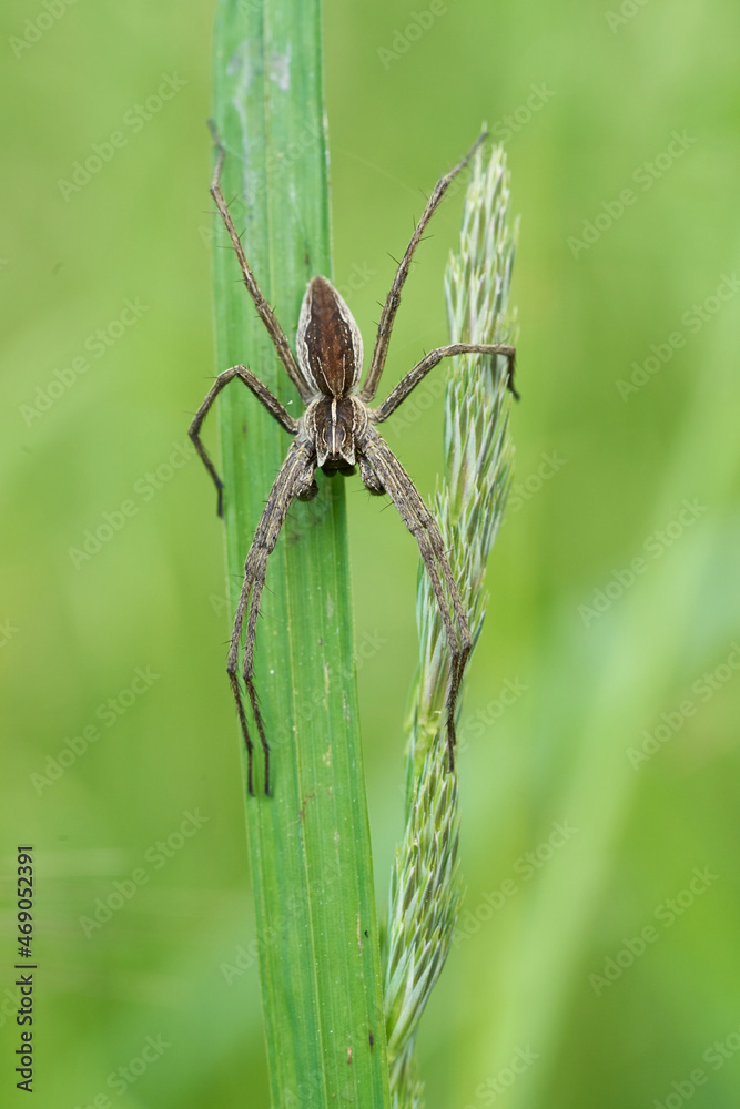 European Nursery Web Spider Pisaura mirabilis in Czech Republic European Nursery Web Spider Pisaura mirabilis in Czech Republic