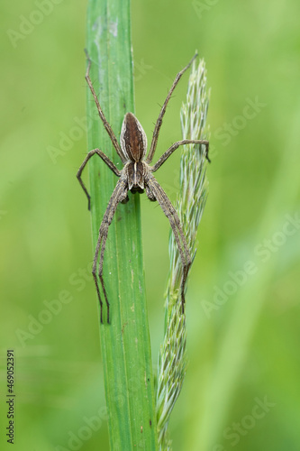 European Nursery Web Spider Pisaura mirabilis in Czech Republic