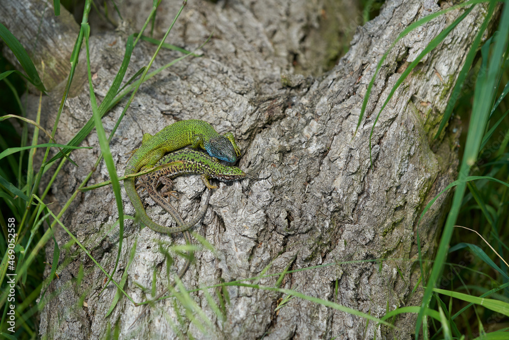 Couple of The European Green lizard Lacerta viridis in Czech Republic Couple of The European Green lizard Lacerta viridis in Czech Republic