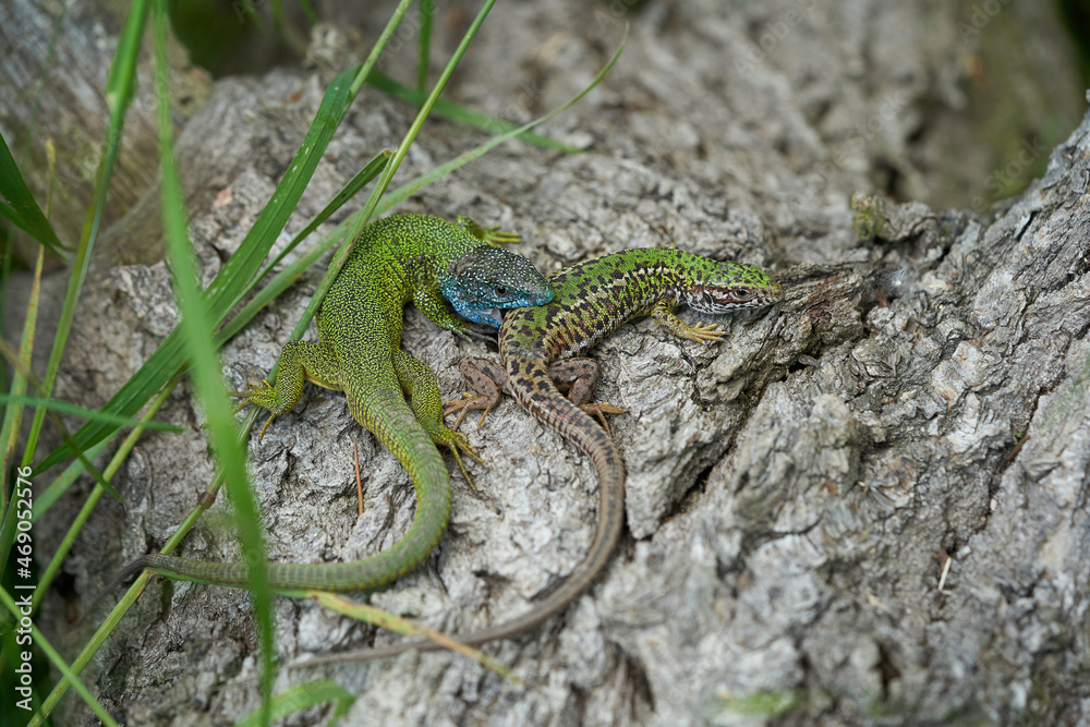 Couple of The European Green lizard Lacerta viridis in Czech Republic Couple of The European Green lizard Lacerta viridis in Czech Republic
