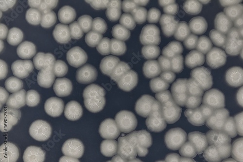 枯草菌（Bacillus subtilis）