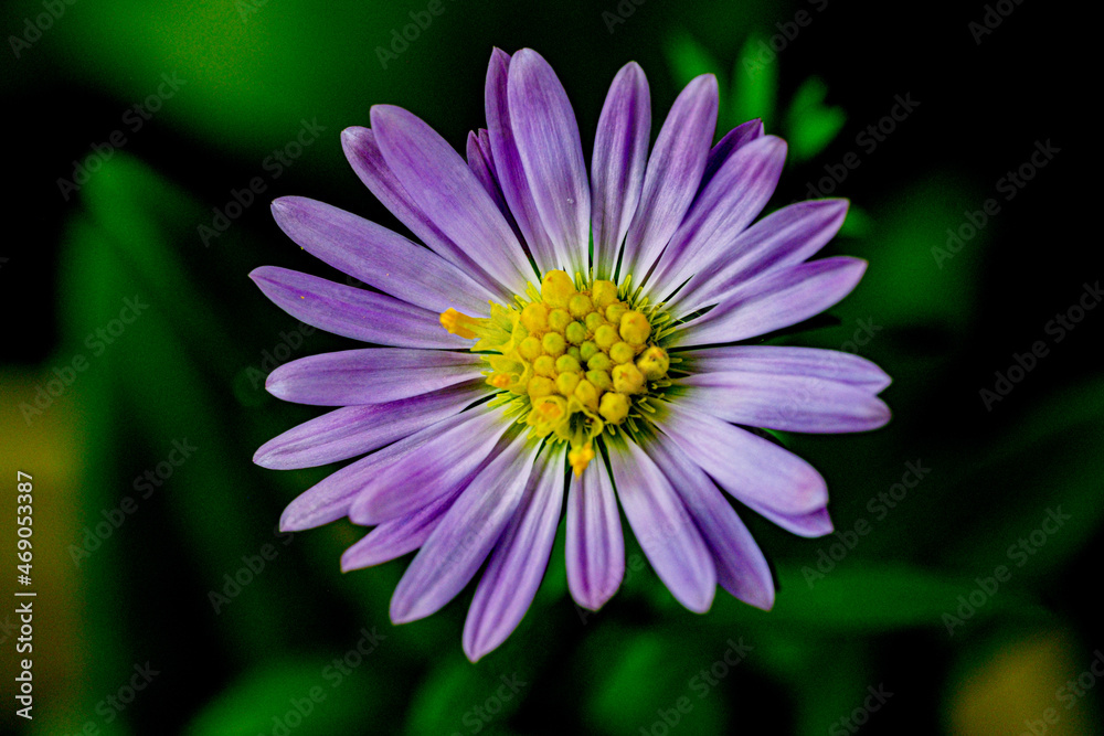 close up of a purple flower close up of a purple flower