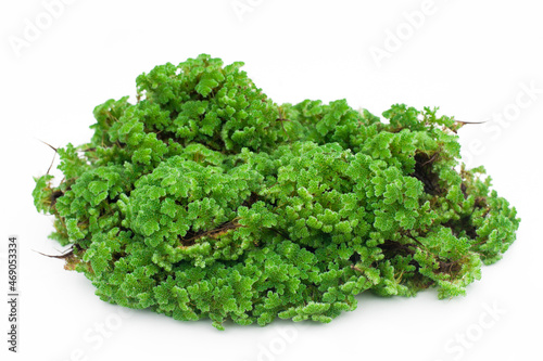Green floating Azolla Pinnata (Azolla microphylla) isolated on white backgound. Used as an ingredient in animal feed.