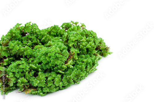 Green floating Azolla Pinnata (Azolla microphylla) isolated on white backgound. Used as an ingredient in animal feed.