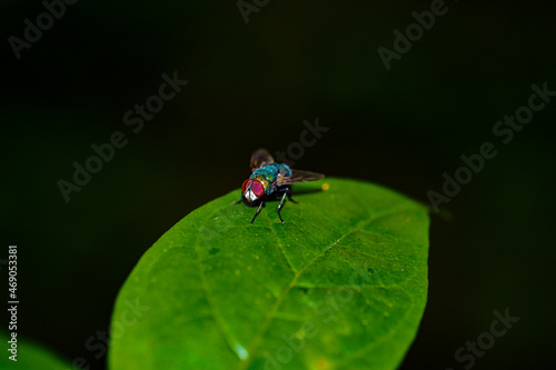 fly on leaf © Busran
