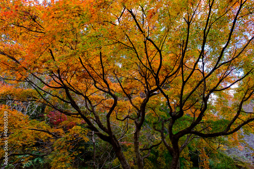 紅葉が見頃の神戸市森林植物園。赤と黄色と緑のグラデーションは美しい。