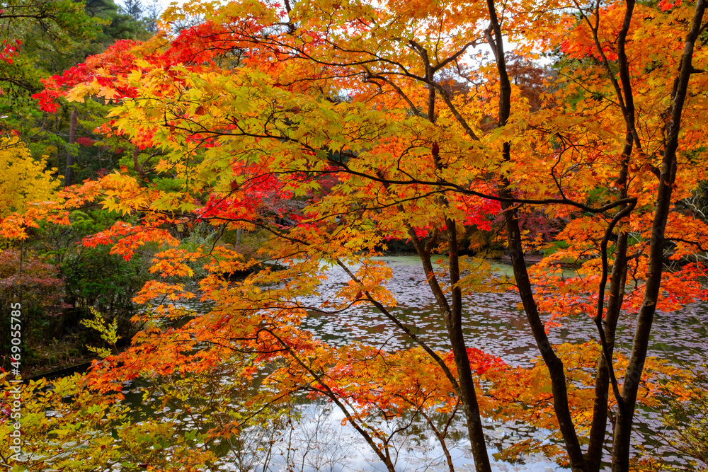 紅葉が見頃の神戸市森林植物園。赤と黄色と緑のグラデーションは美しい。