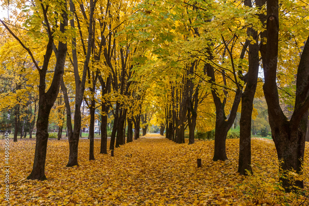 An endless alley strewn with yellow leaves on an autumn day
