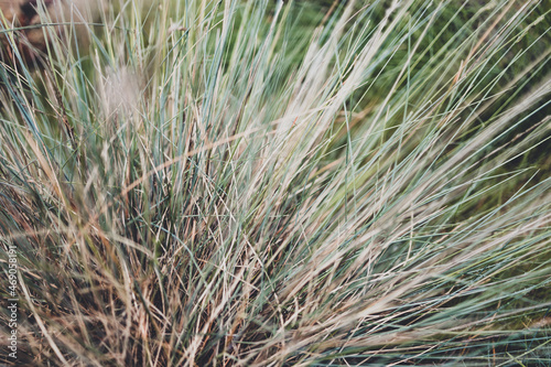 close-up of festuca glauca grass with intense color variation between fresh and older blades