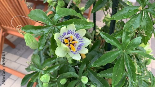 Passiflora edulis, commonly known as passion fruit, is a vine species of passion flower native to south America photo