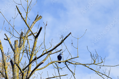 bird on a tree
