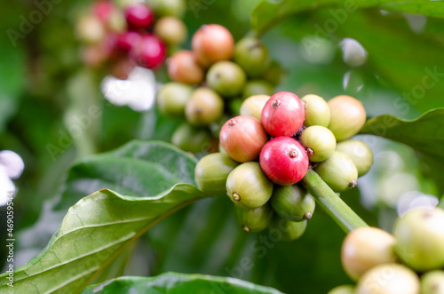 Wallpaper Mural Closed up bunch of red and green coffee bean bunch on tree over blur natural background in the coffee plant. For food and drink production concept Torontodigital.ca