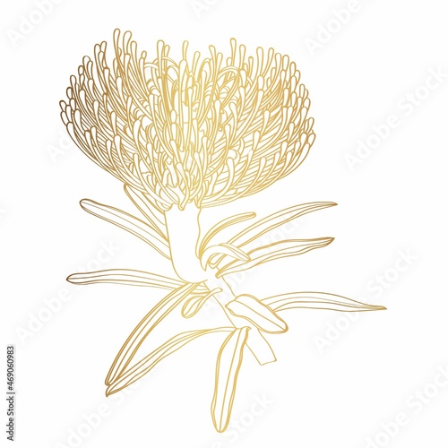 Golden Protea  Leucospermum flower. Hand drawn sketch flowers  floral pattern  illustration. 