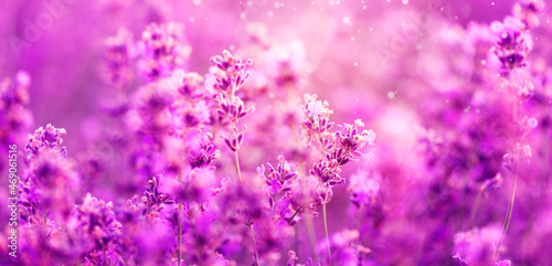 Summer background of purple lavender flowers blooming. Concept of beauty, aroma and aromatherapy