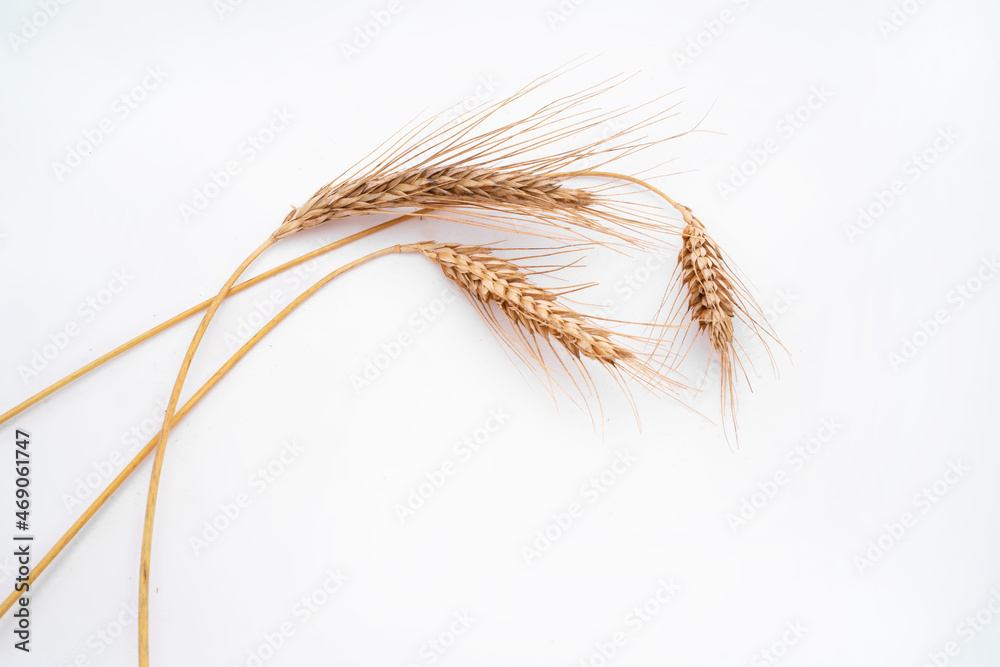 Fototapeta premium rye spikelets on a white background