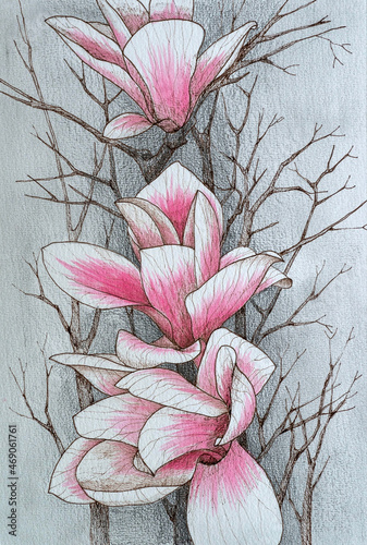 Magnolia flowers on a branch without leaves. Watercolor.