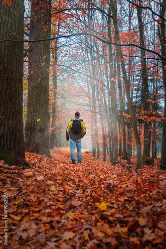 Young man from back walking on autumn red foliage leaves foothpath in forest with mystery fog. Czech landscape