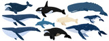 Cartoon set of whales. Beluga, killer whale, humpback whale, cachalot, blue whale, dolphin, bowhead, southern right whale, sperm hale. Underwater world, Marine life. Vector illustration of a whale