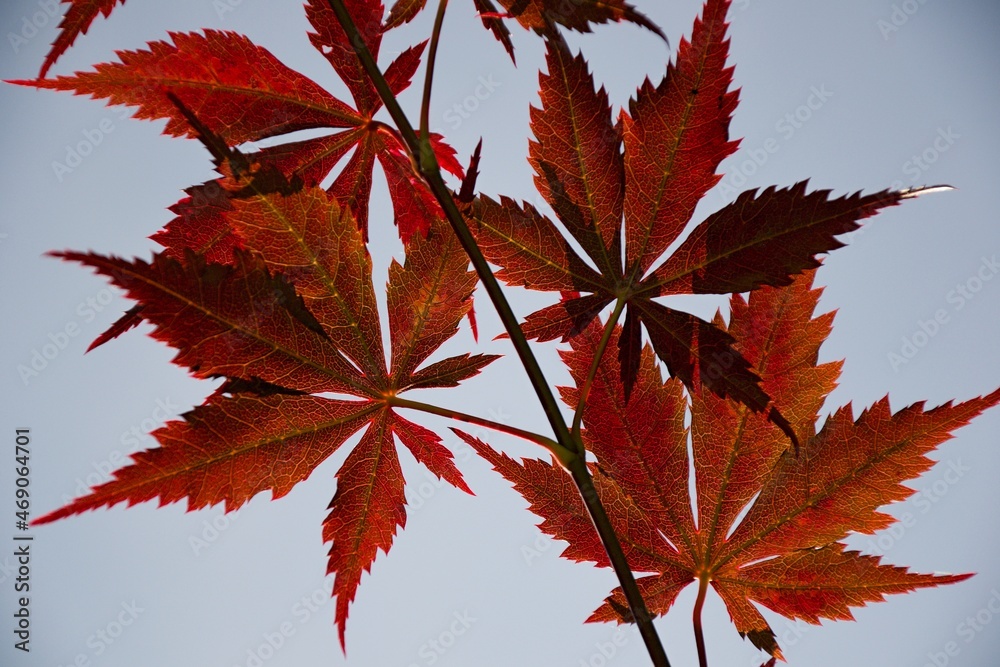 detail of japanese red maple leaves against the sky detail of japanese red maple leaves against the sky