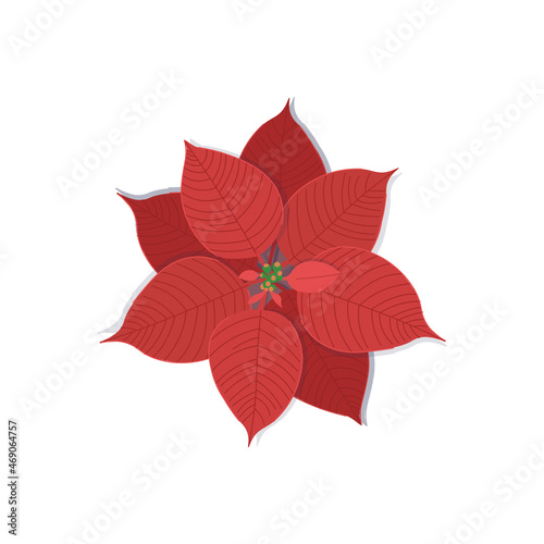  Poinsettia flowers on white background for Christmas or New Year greeting card design.