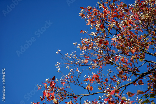 autumn leaves against blue sky