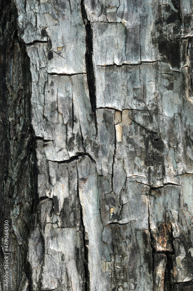 Obraz premium bark of a tree