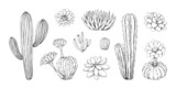 Hand drawn cactus. Vintage Mexican desert succulent with blossom. Tropical cactaceae plant decoration graphic. Blooming cacti sketches. Saguaro with prickly spikes. Vector flora set