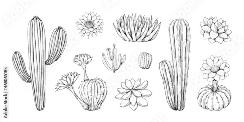 Hand drawn cactus. Vintage Mexican desert succulent with blossom. Tropical cactaceae plant decoration graphic. Blooming cacti sketches. Saguaro with prickly spikes. Vector flora set