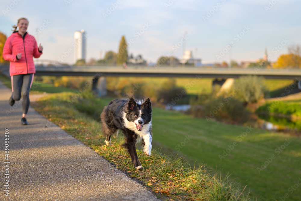 Boisterous Border Collie dog galloping along footpath at sunset